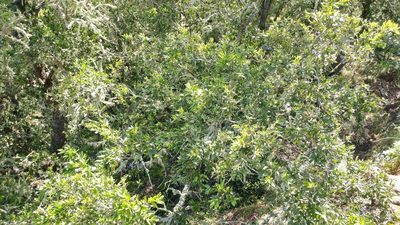 Quercus tomentella, photographed by Casey H. Richart