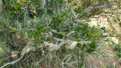 Quercus tomentella, photographed by Casey H. Richart