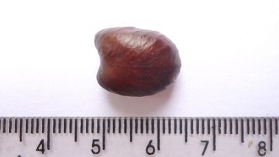 Amanoa congesta, photographed by russiannaturalistbrazil