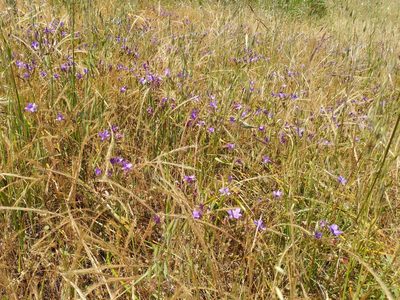 Brodiaea kinkiensis, photographed by Casey H. Richart