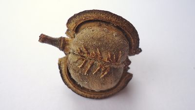 Amanoa congesta, photographed by russiannaturalistbrazil