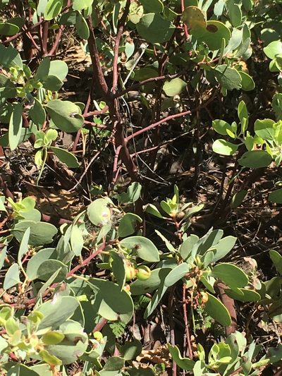 Arctostaphylos mewukka, photographed by rickr