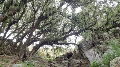 Quercus tomentella, photographed by Casey H. Richart