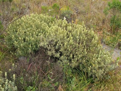 Castilleja grisea, photographed by Casey H. Richart