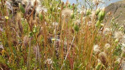 Stebbinsoseris heterocarpa, photographed by Casey H. Richart