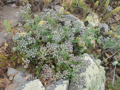 Phacelia floribunda, photographed by Casey H. Richart