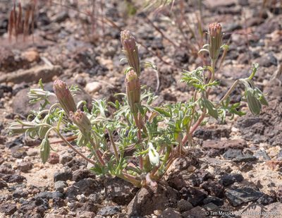 Chaenactis macrantha, photographed by Tim Messick
