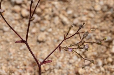 Gilia sinuata, photographed by Jesse Rorabaugh