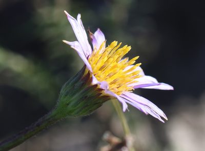 Afroaster hispidus, photographed by Andrew Gillespie