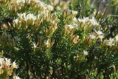 Pteronia teretifolia, photographed by Andrew Gillespie