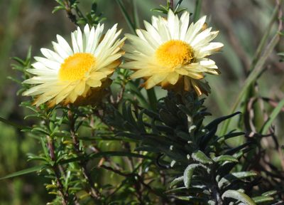 Helichrysum herbaceum, photographed by Andrew Gillespie