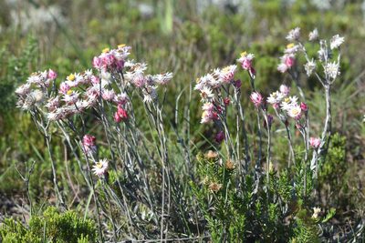 Achyranthemum affine, photographed by Andrew Gillespie