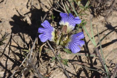 Blepharis procumbens, photographed by Andrew Gillespie