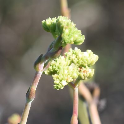 Crassula mollis, photographed by Andrew Gillespie