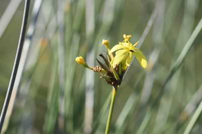 Bobartia orientalis, photographed by Andrew Gillespie