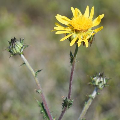 Berkheya decurrens, photographed by Andrew Gillespie