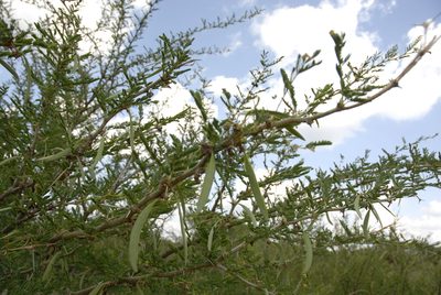 Vachellia seyal, photographed by timharris