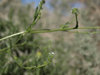 Cryptantha dumetorum, photographed by Jim Morefield