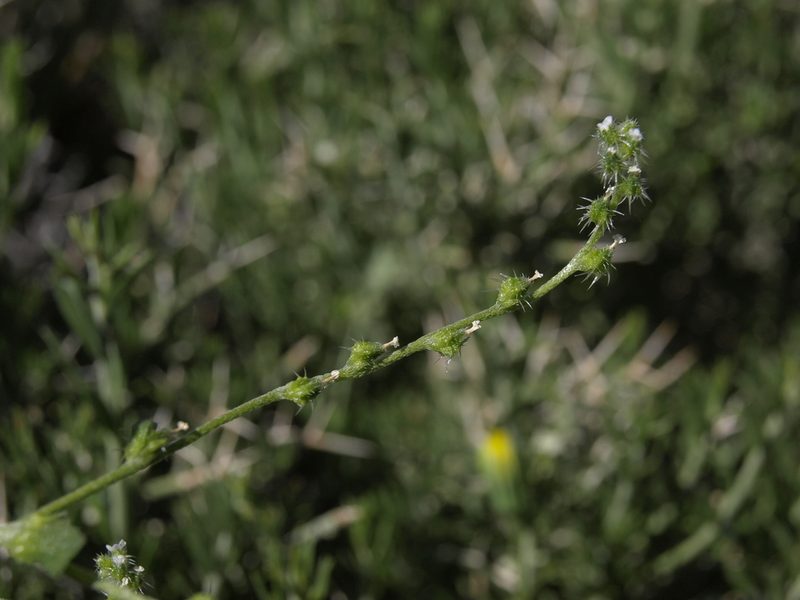 Cryptantha dumetorum, photographed by Jim Morefield