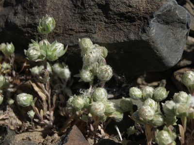 Stylocline micropoides, photographed by Jim Morefield