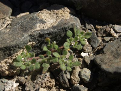 Nama pusilla, photographed by Jim Morefield