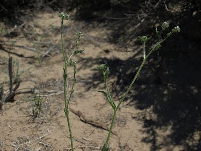 Cryptantha dumetorum, photographed by Jim Morefield