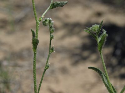 Cryptantha dumetorum, photographed by Jim Morefield