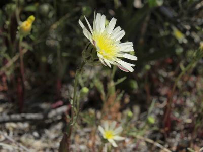 Malacothrix coulteri, photographed by Jim Morefield