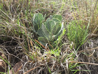 Asclepias nummularia, photographed by Michael D. Warriner