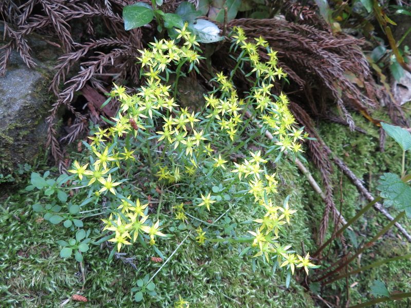 Sedum subtile, photographed by Marco Mussita