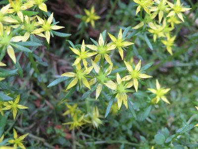 Sedum subtile, photographed by Marco Mussita