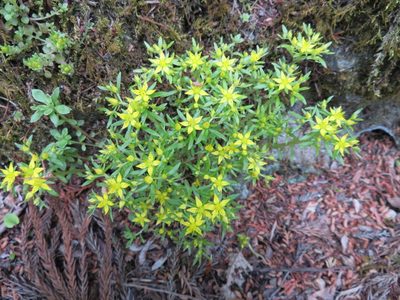 Sedum subtile, photographed by Marco Mussita