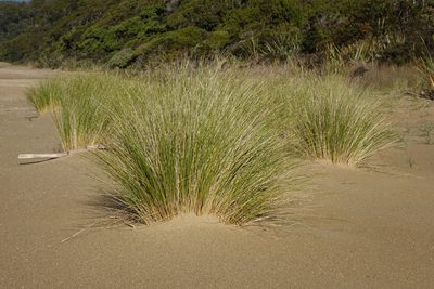 Poa triodioides, photographed by John Barkla