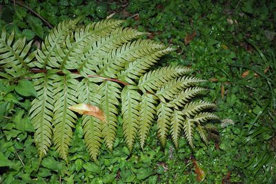 Woodwardia unigemmata, photographed by Cynthia Su