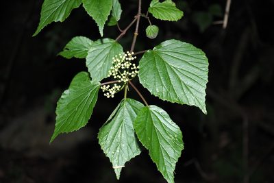 Viburnum betulifolium, photographed by Cynthia Su