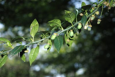 Prinsepia scandens, photographed by Cynthia Su