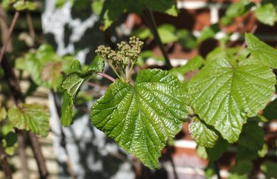 Viburnum betulifolium, photographed by Cynthia Su