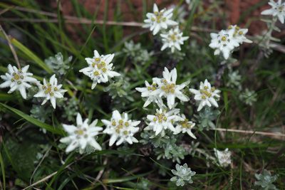 Leontopodium microphyllum, photographed by Cynthia Su