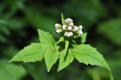 Valeriana flaccidissima, photographed by Cynthia Su