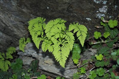 Gymnocarpium remotipinnatum, photographed by Cynthia Su