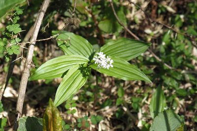 Maianthemum formosanum, photographed by Cynthia Su