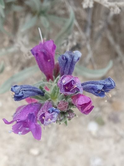 Echium suffruticosum, photographed by Karim Haddad