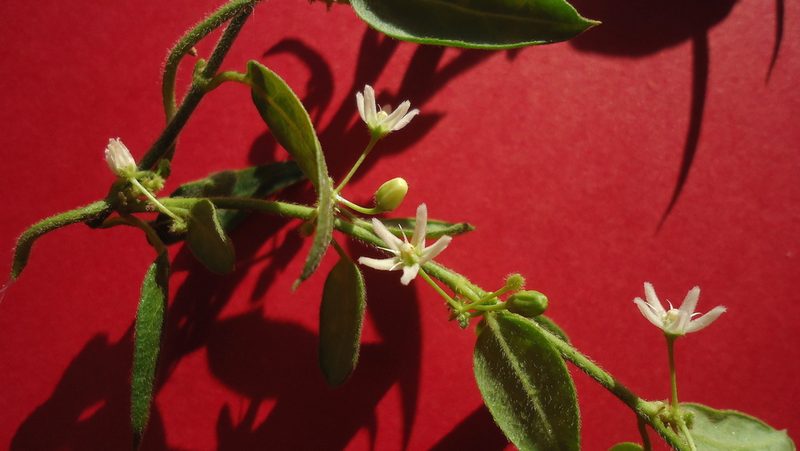 Ditassa oxyphylla, photographed by russiannaturalistbrazil