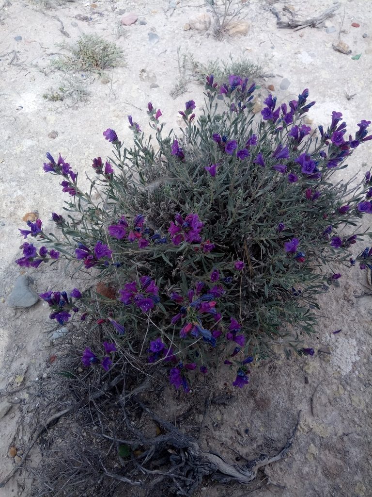 Echium suffruticosum, photographed by Karim Haddad