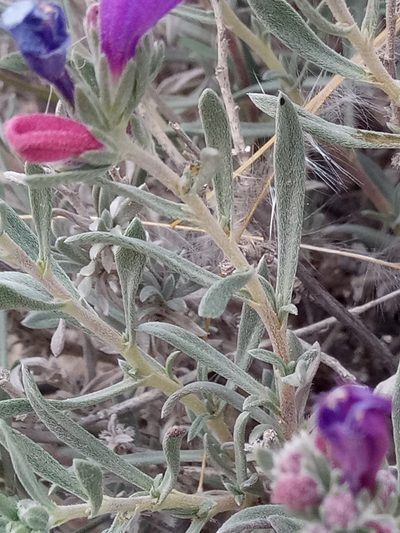 Echium suffruticosum, photographed by Karim Haddad