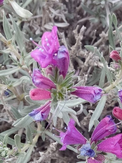 Echium suffruticosum, photographed by Karim Haddad