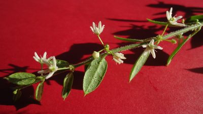 Ditassa oxyphylla, photographed by russiannaturalistbrazil