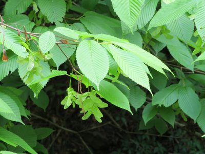 Acer carpinifolium, photographed by Marco Mussita