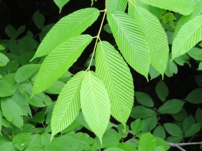 Acer carpinifolium, photographed by Marco Mussita