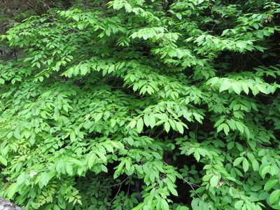 Acer carpinifolium, photographed by Marco Mussita